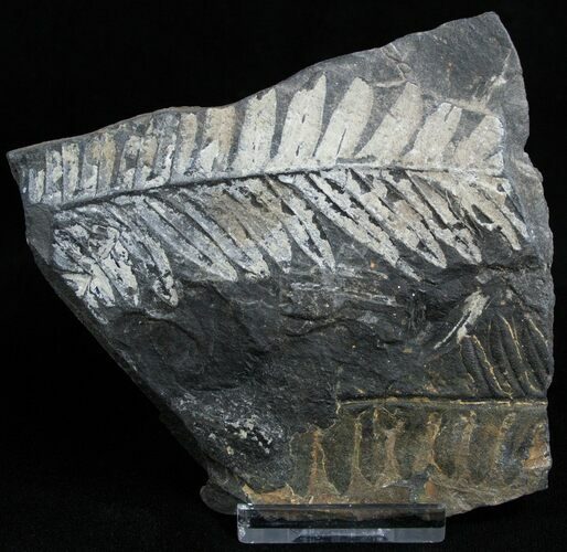 Fossil Seed Fern Plate - Pennsylvania #2306